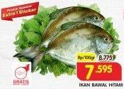 Promo Harga Ikan Bawal Hitam per 100 gr - Superindo