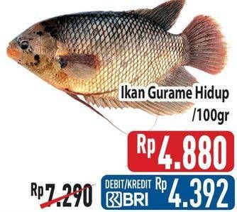 Promo Harga Ikan Gurame Hidup per 100 gr - Hypermart