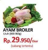 Promo Harga Ayam Broiler  - Yogya