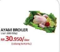 Promo Harga Ayam Broiler  - Yogya