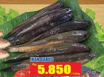 Promo Harga Ikan Gabus per 100 gr - Hari Hari