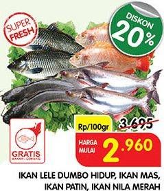 Promo Harga Ikan Lele Dumbo Hidup, Ikan Mas, Ikan Patin, Ikan Nila Merah  - Superindo