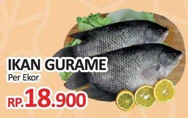 Promo Harga Ikan Gurame  - Yogya