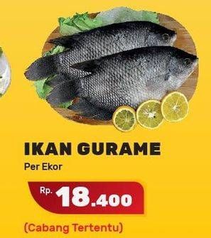 Promo Harga Ikan Gurame  - Yogya