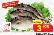 Promo Harga Ikan Ayam-Ayam per 100 gr - Superindo