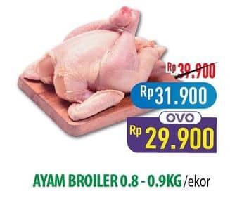 Ayam Broiler