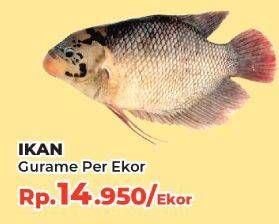 Promo Harga Ikan Gurame  - Yogya