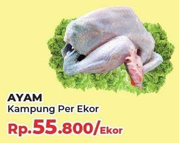 Promo Harga Ayam Kampung 600 gr - Yogya