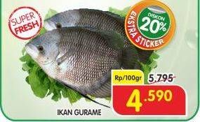 Promo Harga Ikan Gurame per 100 gr - Superindo