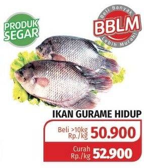 Promo Harga Ikan Gurame Hidup  - Lotte Grosir