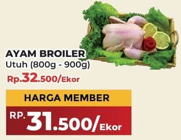 Ayam Broiler