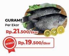 Promo Harga Ikan Gurame  - Yogya