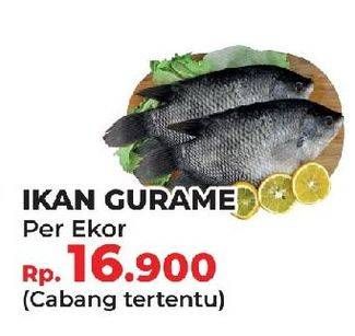 Promo Harga Ikan Gurame per 100 gr - Yogya