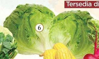 Promo Harga Lettuce Sayur per 100 gr - Yogya