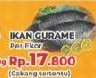 Promo Harga Ikan Gurame  - Yogya