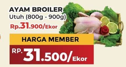 Promo Harga Ayam Broiler 800 gr - Yogya