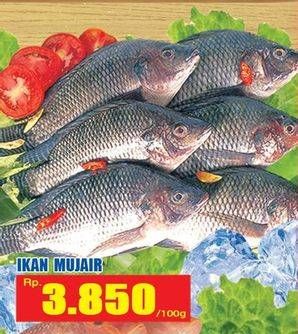 Promo Harga Ikan Mujair per 100 gr - Hari Hari