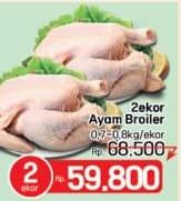 Ayam Broiler