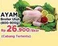 Promo Harga Ayam Broiler  - Yogya