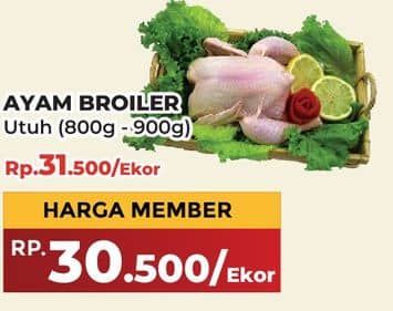 Promo Harga Ayam Broiler 800 gr - Yogya