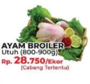 Promo Harga Ayam Broiler  - Yogya