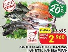 Promo Harga Ikan Lele Dumbo Hidup, Ikan Mas, Ikan Patin, Ikan Nila Merah  - Superindo