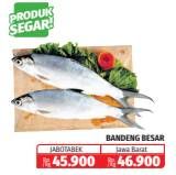 Promo Harga Ikan Bandeng Besar  - Lotte Grosir