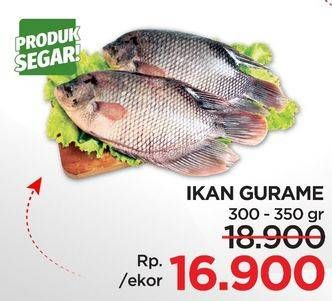 Promo Harga Ikan Gurame 300 gr - Lotte Grosir