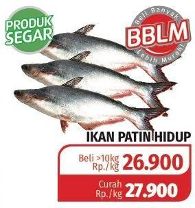 Promo Harga Ikan Patin Hidup  - Lotte Grosir