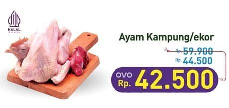 Promo Harga Ayam Kampung 500 gr - Hypermart