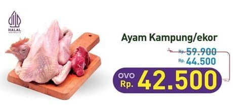 Promo Harga Ayam Kampung 500 gr - Hypermart