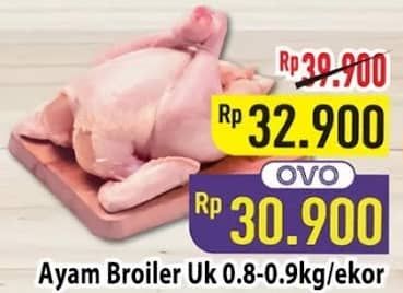 Ayam Broiler