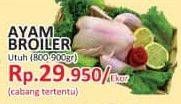 Promo Harga Ayam Broiler  - Yogya