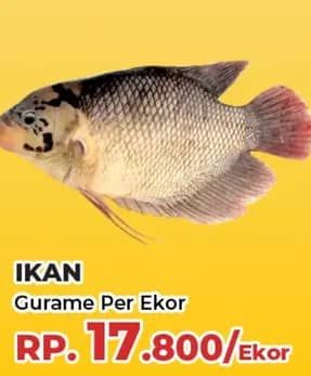 Promo Harga Ikan Gurame  - Yogya