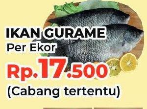 Promo Harga Ikan Gurame  - Yogya