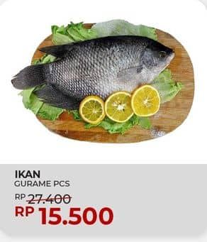 Promo Harga Ikan Gurame  - Yogya