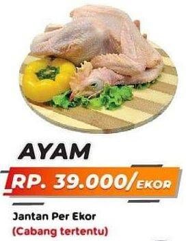 Promo Harga Ayam Pejantan  - Yogya