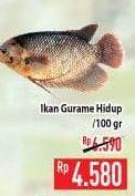 Promo Harga Ikan Gurame Hidup per 100 gr - Hypermart