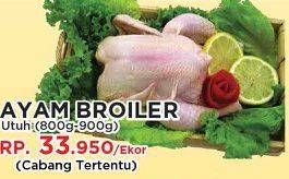 Promo Harga Ayam Broiler Utuh 800 gr - Yogya