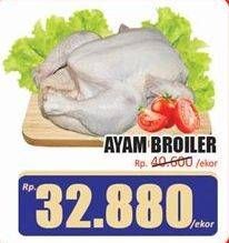 Ayam Broiler