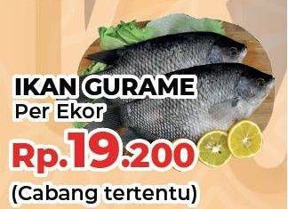 Promo Harga Ikan Gurame  - Yogya