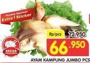 Promo Harga Ayam Kampung Jumbo  - Superindo