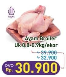 Ayam Broiler