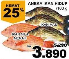 Promo Harga Ikan Mas / Ikan Nila Merah  - Giant