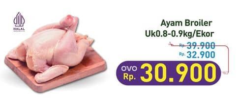 Ayam Broiler