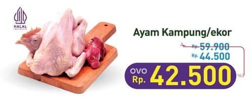 Promo Harga Ayam Kampung 500 gr - Hypermart