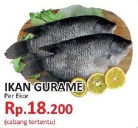 Promo Harga Ikan Gurame  - Yogya