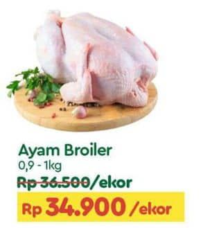 Ayam Broiler