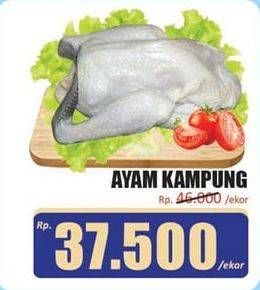 Promo Harga Ayam Kampung  - Hari Hari