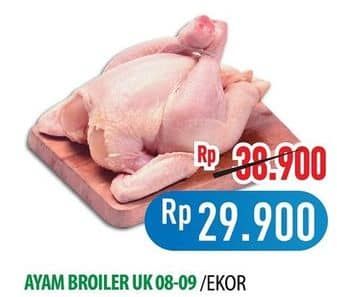 Ayam Broiler